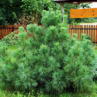 Сосна веймутовая Минима купить