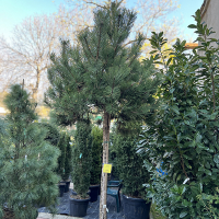 Сосна черная Austriaca купить