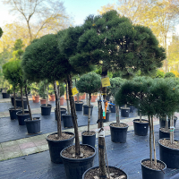 Сосна черная Мари Брегон штамб купить