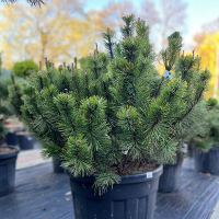 Сосна горная Мугус купить