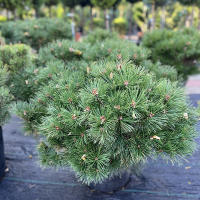 Сосна скрученная купить