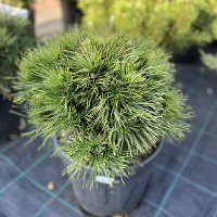 Сосна горная Варелла купить