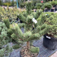 Сосна черная Орегон Грин купить