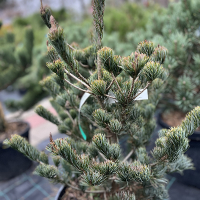 Сосна мелкоцветковая Аои Нишики купить