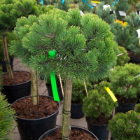 Сосна черная Мари Брегон на штамбе купить