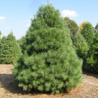 Сосна гималайская купить