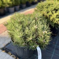 Сосна черная Нана купить