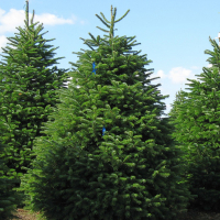 Пихта Нордмана купить