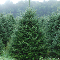 Пихта Нордмана купить