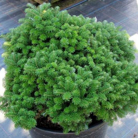 Пихта корейская Бриллиант купить