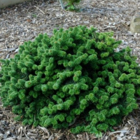 Пихта бальзамическая Piccolo купить