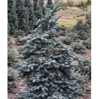 Пихта высокорослая Глаука купить