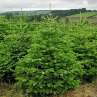 Пихта Нордмана купить