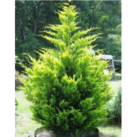 Кипарисовик Лейланда Голд Райдер купить