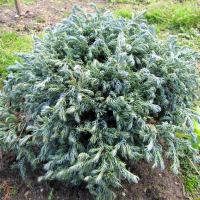 Кипарисовик горохоплодный Curly Tops купить