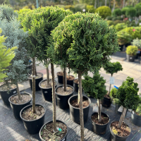 Кипарисовик Лейланда Castlewelland Gold штамб купить