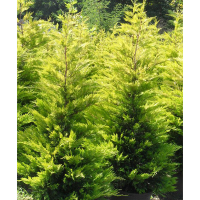 Кипарисовик Лейланда Голд Райдер купить