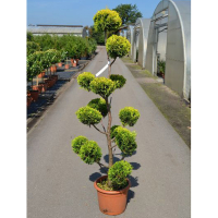 Кипарисовик Лейланда Castlewelland Gold купить