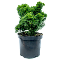 Кипарисовик притупленный Нана Грацилис купить