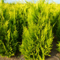 Кипарисовик Лавсона Ивонне купить