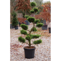 Кипарисовик Лейланда Голд Райдер бонсай купить