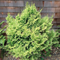 Кипарисовик тупой Lucas купить