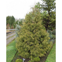 Кипарисовик нутканський 'Алдріх Маунт' купить