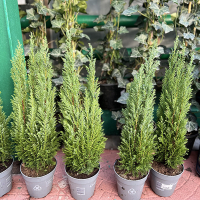 Кипарисовик Лавсона Элвуди купить