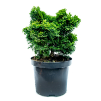 Кипарисовик притупленный Нана Грацилис купить