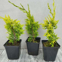 Кипарисовик Лейланда Голд Райдер купить