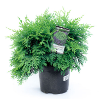 Кипарисовик Лавсона Globosa купить