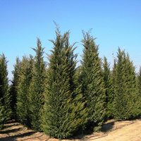 Кипарисовик Лейланда купить