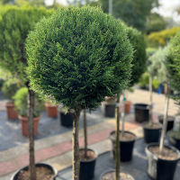 Кіпарисовик Лейланда Pyramidalis штамб купить