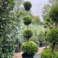 Кипарисовик Лейланда Голд Райдер 4 PALLA купить