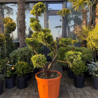 Кипарисовик Лейланда Голд Райдер бонсай купить