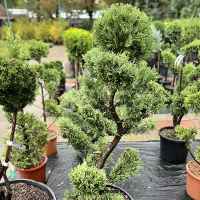 Кіпарисовик Лейланда Bonsai купить