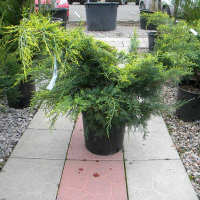 Можжевельник средний Олд Голд купить