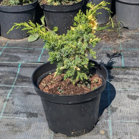 Можжевельник китайский Kaizuka Variegata