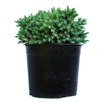 Можжевельник чешуйчатый Блю Стар купить