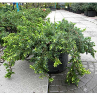 Можжевельник прибрежный Блю Пасифик купить