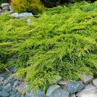 Можжевельник Пфитцериана Ауреа купить