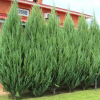 Можжевельник скальный Скайрокет купить