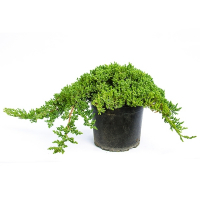 Можжевельник лежачий Нана купить