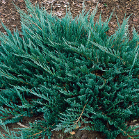 Можжевельник горизонтальный Блю Чип купить