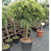 Можжевельник средний Голд Кост на штамбе купить