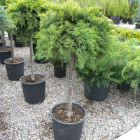 Можжевельник средний Олд Голд купить