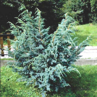 Можжевельник китайский Блю Альпс купить