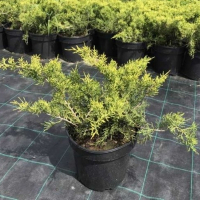 Можжевельник прибрежный Олл Голд купить