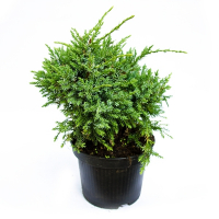 Можжевельник чешуйчатый Холгер купить