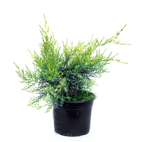 Можжевельник китайский Куривао Голд купить